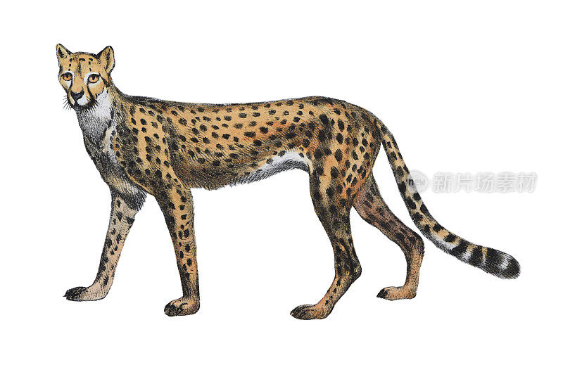 猎豹(Acinonyx jubatus) -白色背景上的老式彩色插图